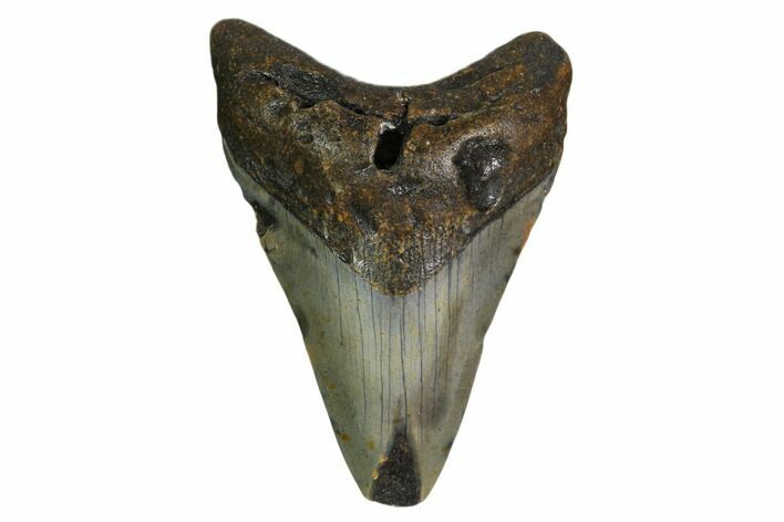 Bargain, Fossil Megalodon Tooth - North Carolina #152998